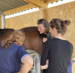 vétérinaire équin equivet alpes de haute Provence