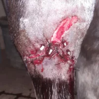 sarcoide castration chevaux hautes alpes