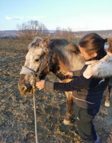 vétérinaires chevaux PACA Alpes